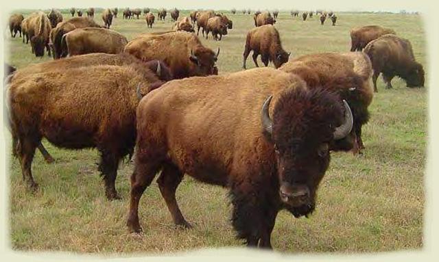 Treaty #6 Central AB and SK