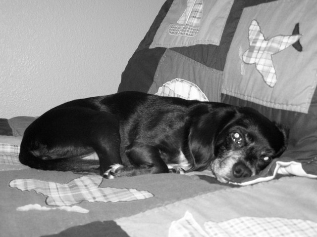 Adopt our first dog, Precious