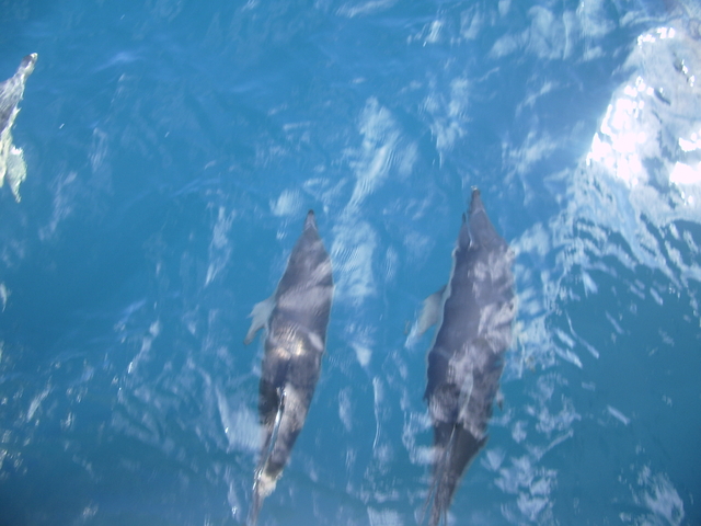 Dolphin and whale-watching