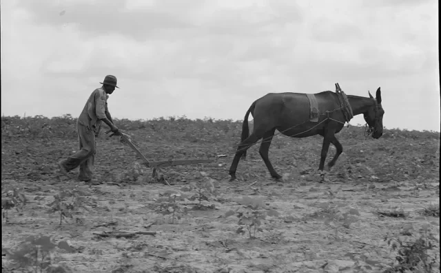 Forty-Acres and a Mule