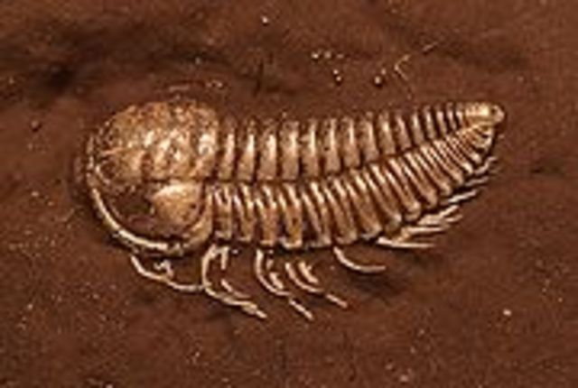Cambrian Period- 570-500 MYA