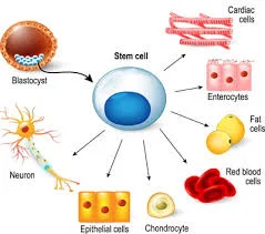 Understanding Pluripotency