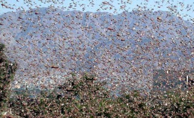 Locusts take over crops