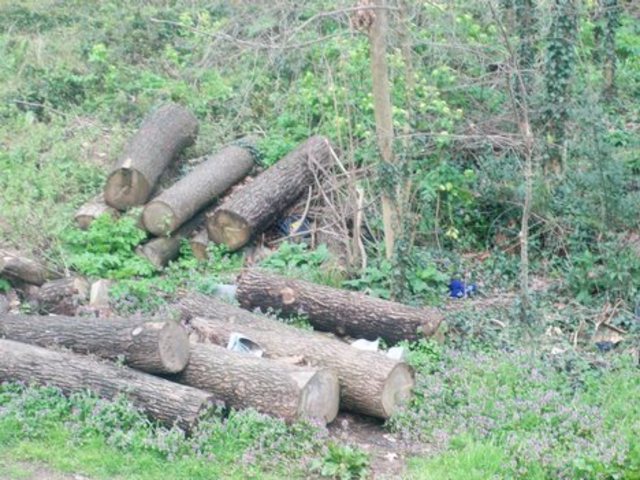 Two Billion of wood will be cut in Winsconsin