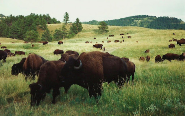 30 million Buffalo rome in the wildness