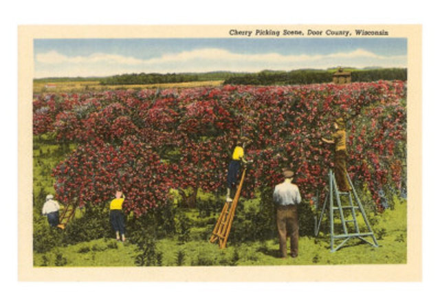 Cherry Picking