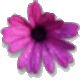 African daisy