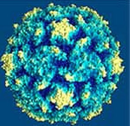 Epstein-Barr Virus