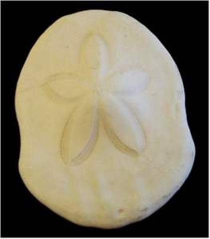 Ordovican -500-435 MYA