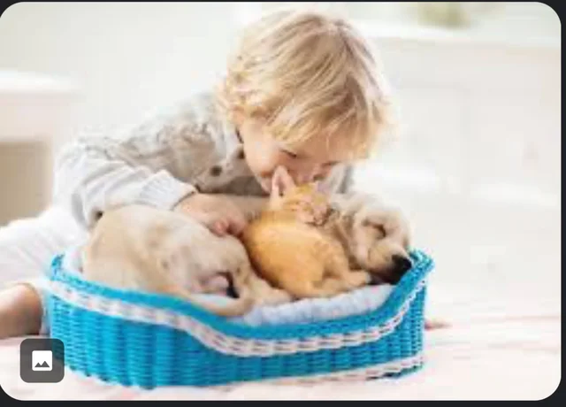 Content: Semantics: (28 Months) Categorical Scope Constraint