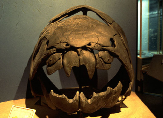 Ordovician-500-435MYA