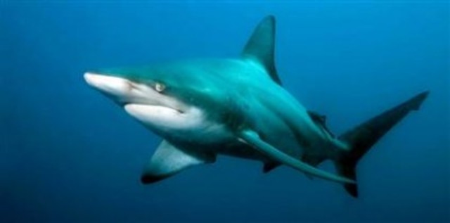 Carboniferous-345-280MYA