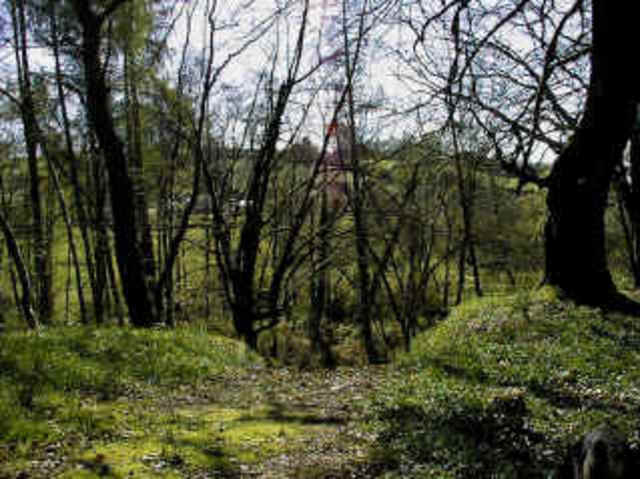 Silurian-435-395-MYA