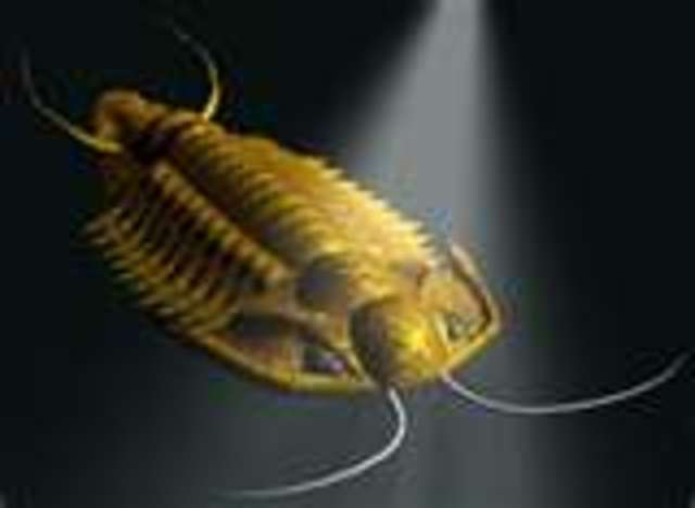 Cambrian Period 570-800 MYA