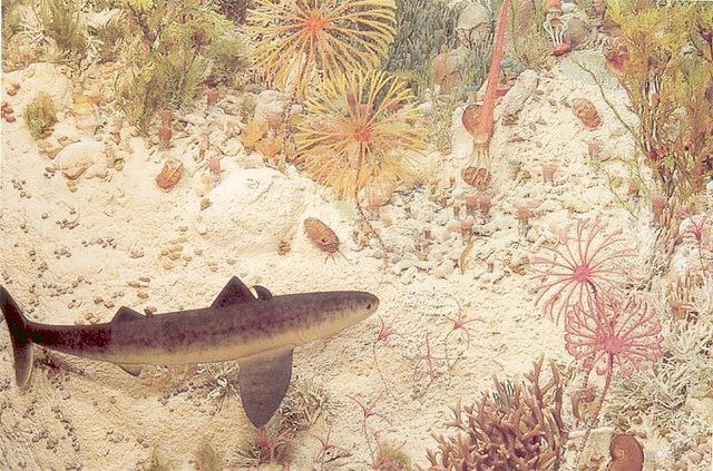 Devonian 395-345 MYA