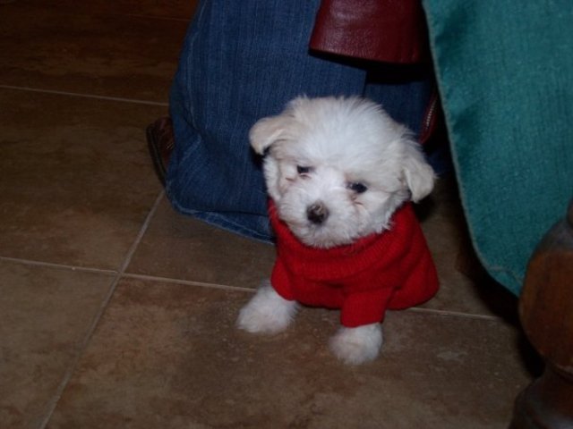 My dog, Lily, was born!