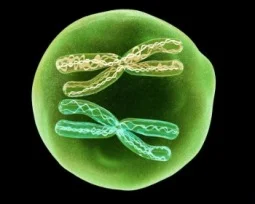 La reproducción sexual