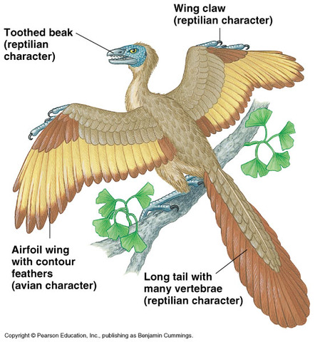 triassic period 225-195 mya
