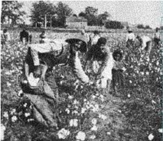 Started work in the fields