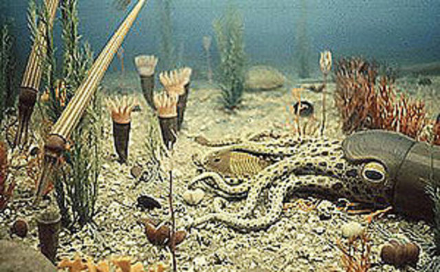 ordovidan- 500-435 MYA