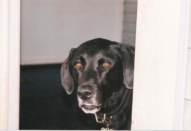 He embodied nobility