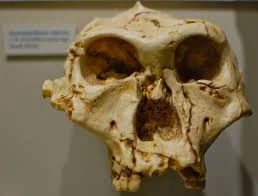 Homo sapiens skulls' are found