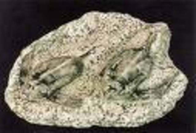 Devonian 395-345 MYA