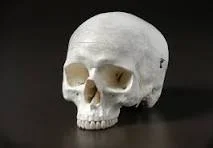 They find more Homo sapiens