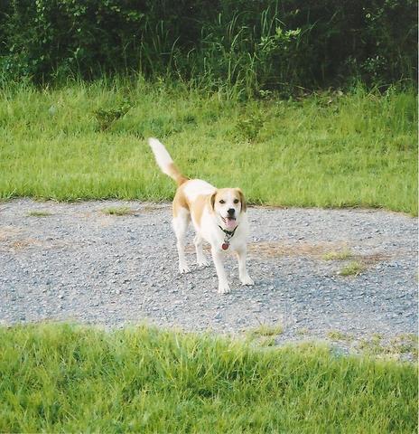 Gumbo or Bo wanders in from a field