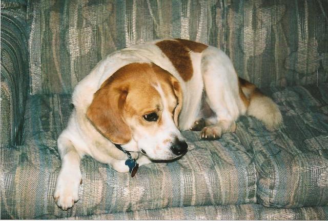 Gumbo doing what he likes best