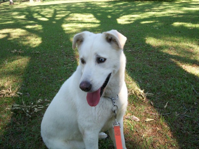 Cassie was the most beautiful dog I have ever seen.