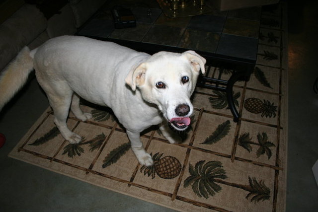 She LOVED being shaved for the summer