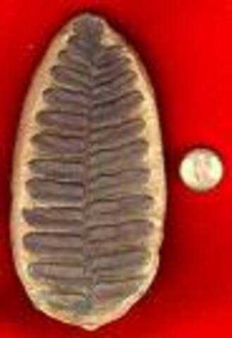 carboniferous period 345-280 mya