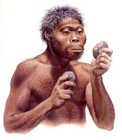 Homo Habilis