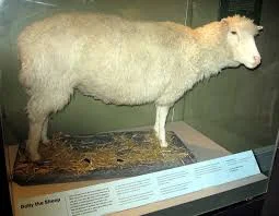 Dolly: First mammal created by somatic cell nuclear transfer