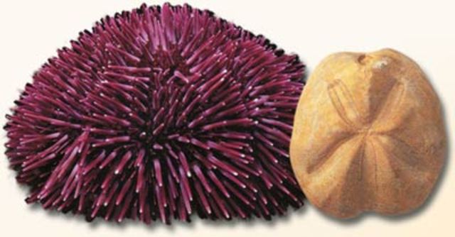 Ordovidian 500-435 MYA