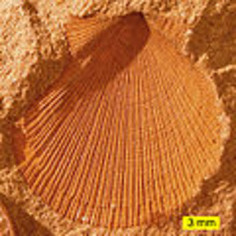 Carboniferous