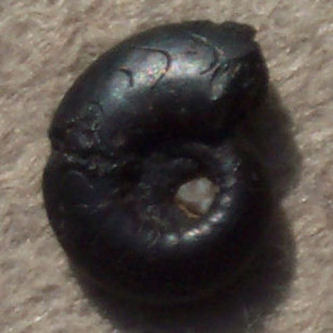 Devonian 395-345 MYA