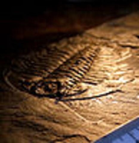 cambrian period-570-500 MYA