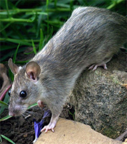 Tertiary  65-1.8 MYA