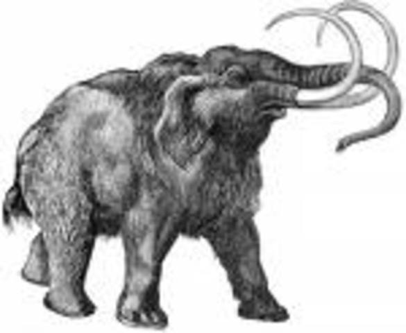 Quaternary  1.8 MYA - present