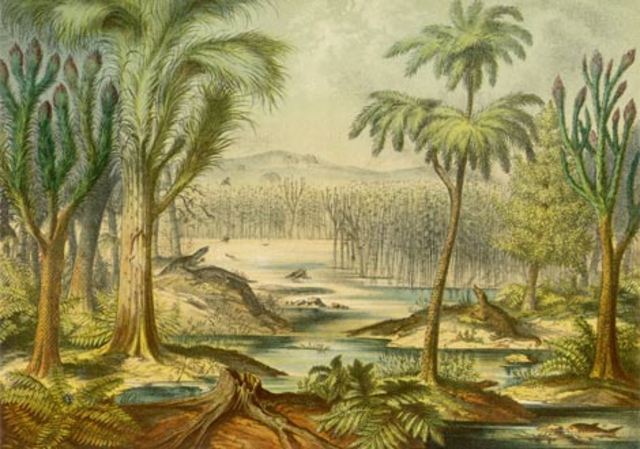 Carboniferous. 345-280 MYA.