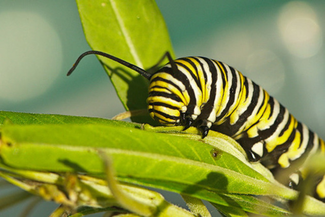 butterfly as a caterpiller.