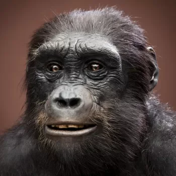 Sahelanthropus tchadensis (7 - 6 Ma)