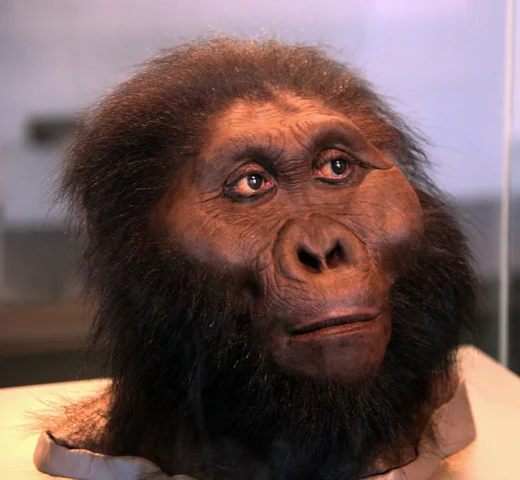 Paranthropus boisei (2.3 – 1.2 Ma)