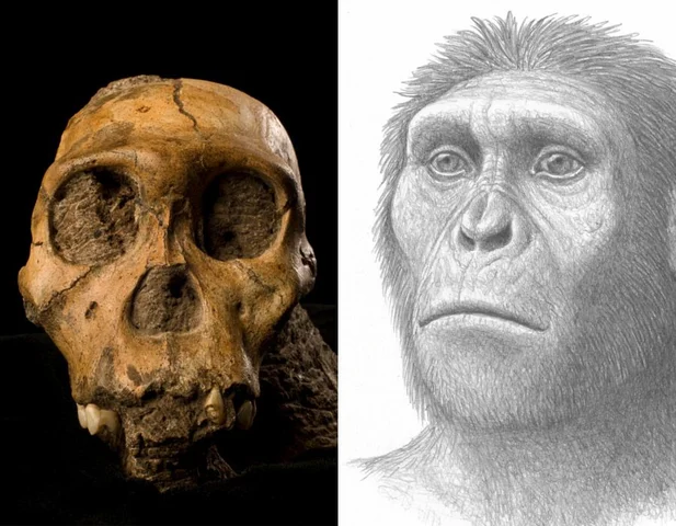 Australopithecus sediba (1.97 – 1.98 Ma)