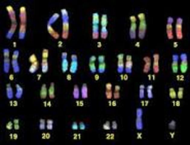 Humans have 46 Chromosomes