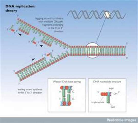 Semiconservative Replication of DNA