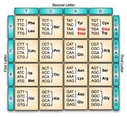 Genetic Code Cracked