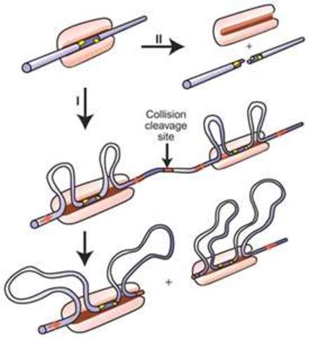 Restriction Enzymes